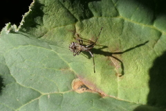 Coreus marginatus
