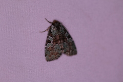 Leuconycta lepidula