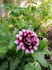Dahlia