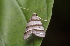 Flammona quadrifasciata