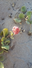 Abronia maritima × latifolia