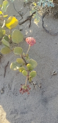 Abronia maritima × latifolia