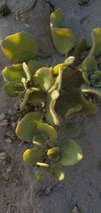 Abronia maritima × latifolia