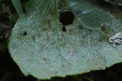 Plasmopara laserpitii