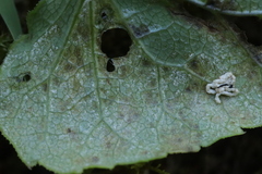 Plasmopara laserpitii