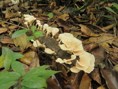 Cotylidia aurantiaca