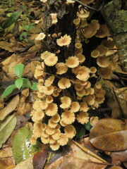 Cotylidia aurantiaca