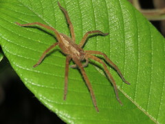 Cupiennius salei