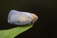 Taparella amata