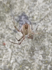 Steatoda castanea