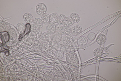 Plasmopara laserpitii