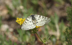 Parnassius clodius