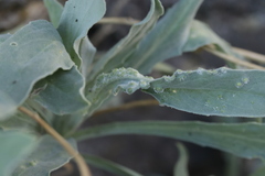 Hyaloperonospora galligena
