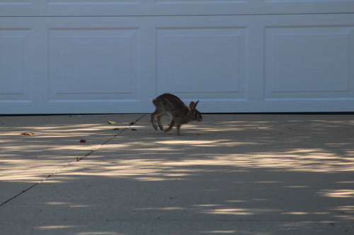 Eastern Cottontail photographed in Illinois
