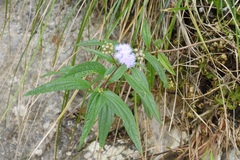 Ageratum paleaceum