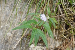 Ageratum paleaceum
