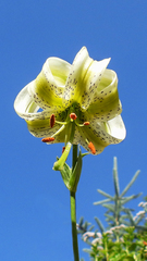 Lilium ledebourii
