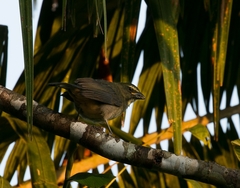 Saltator coerulescens