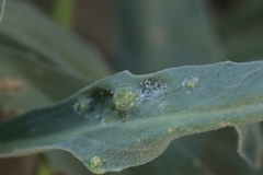 Hyaloperonospora galligena