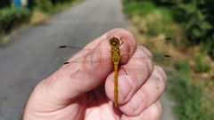 Sympetrum meridionale