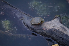 Pseudemys concinna concinna