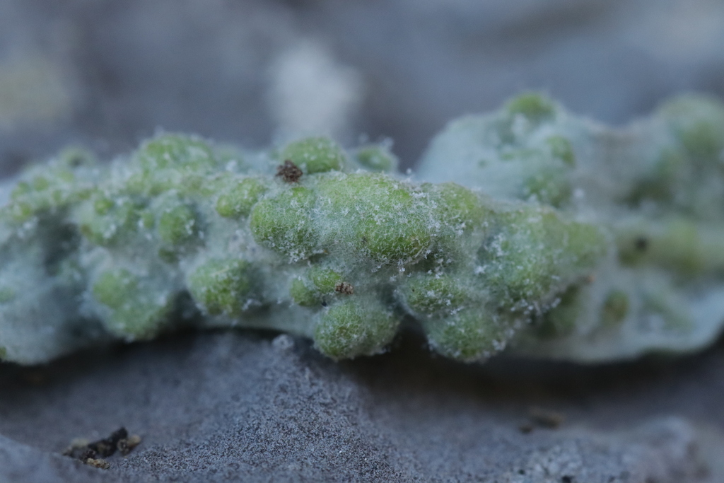 Hyaloperonospora galligena