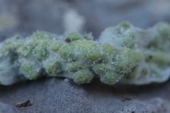 Hyaloperonospora galligena