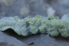 Hyaloperonospora galligena