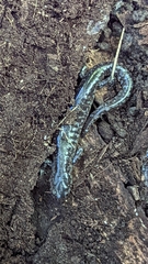 Ambystoma 'unisexual complex'