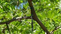 Aeshna affinis