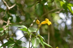 Adenocalymma inundatum