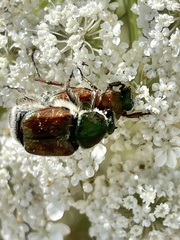Trichiotinus bibens