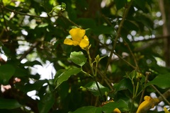 Adenocalymma inundatum