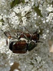 Trichiotinus bibens