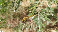 Sympetrum meridionale
