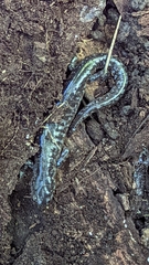 Ambystoma 'unisexual complex'