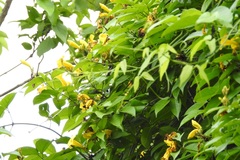 Adenocalymma inundatum