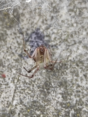 Steatoda castanea