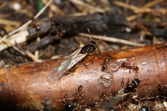 Tetramorium caespitum