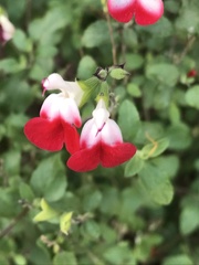 Salvia