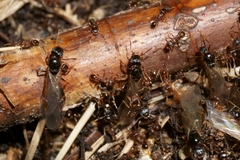 Tetramorium caespitum