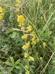 Galium verum