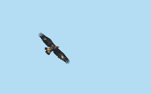 Águila real (Aquila chrysaetos)