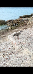 Larus michahellis