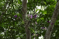 Amphilophium laxiflorum