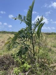 Ptychosperma macarthurii