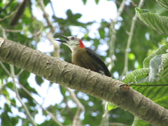 Melanerpes radiolatus