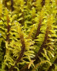 Palustriella commutata
