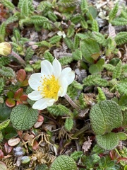 Dryas ajanensis