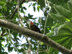 Melanerpes radiolatus